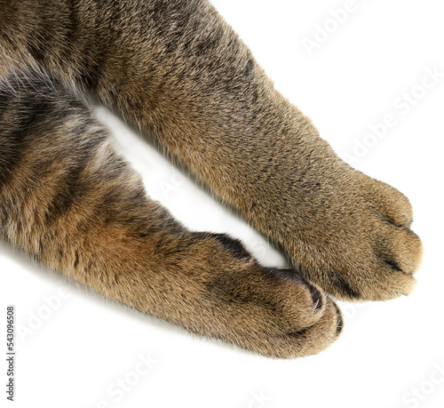 Two front paws of an adult gray shorthair cat of the Scottish Straight breed on a white background