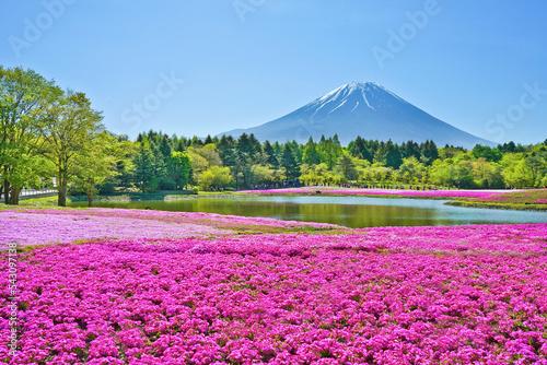 Fototapeta Naklejka Na Ścianę i Meble -  Fuji mountain and pink moss foreground at shibazakura festival with blue sky.