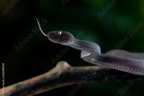 A black male mangrove pit viper snake Trimeresurus purpureomaculatus on attacking position with dark bokeh background