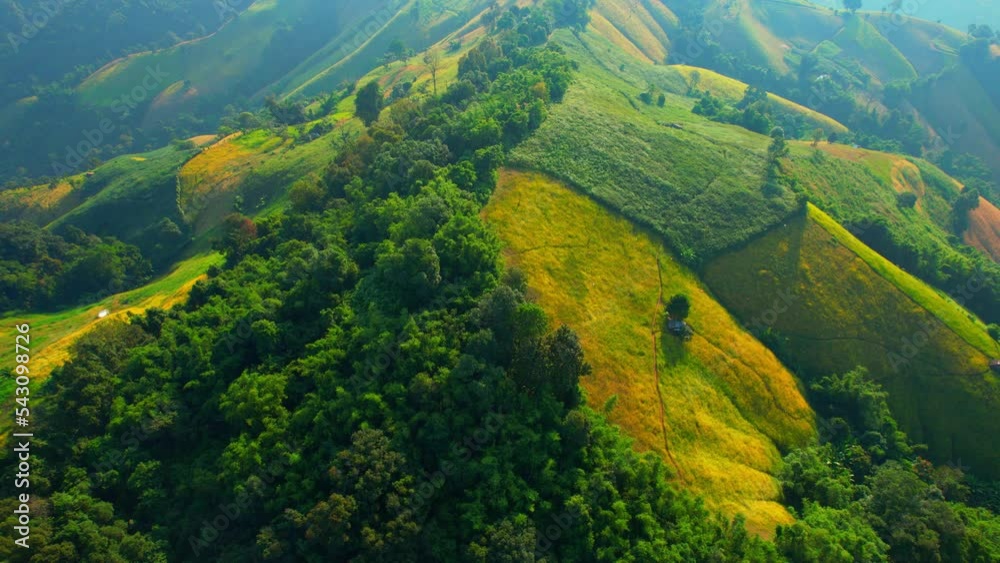 Aerial view over beautiful mountain corn fields at sunset time in Nan, Northern Thailand. harvest season. commercial plantation, Tropical Agriculture Industry, natural for background
Aerial view over beautiful mountain corn fields at sunset time in Nan, Northern Thailand. harvest season. commercial plantation, Tropical Agriculture Industry, natural for background