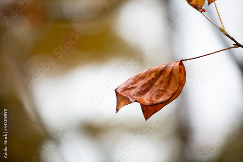 Changing Leaves Dried Leaf With Out Of Focus Background Hanging Off Of A Tree About To Fall During Autumn On The Palisades West Trails Atlanta