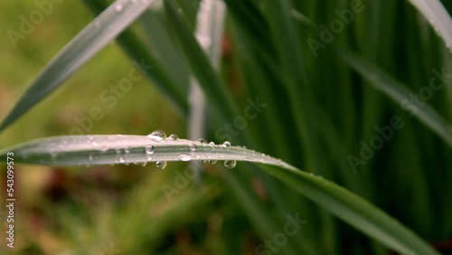 A macro shot of raindrops on a leaf photo