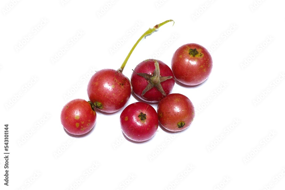 white background photo red wild fruit
