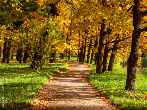 Catherine Park (Tsarskoye Selo). Park alley, autumn trees. © Eugene