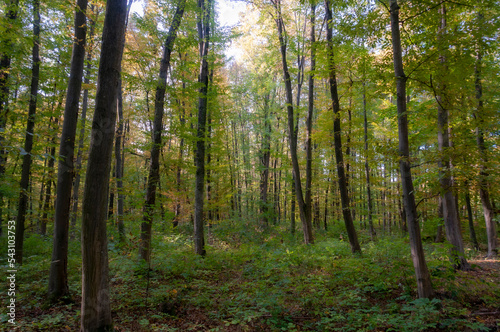 path in autumn forest © Nikolay