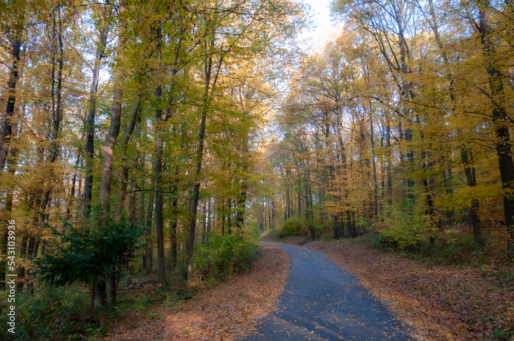 Obraz premium Landscape with road through autumn forest