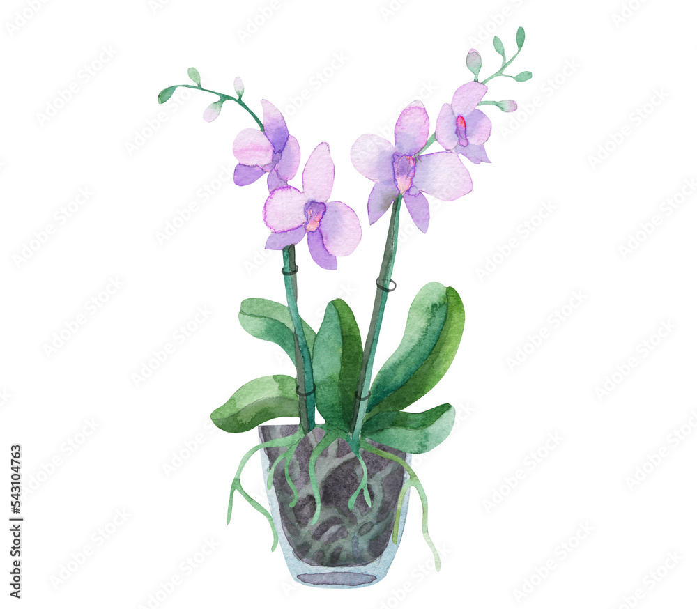 Watercolor orchid flower in pot
