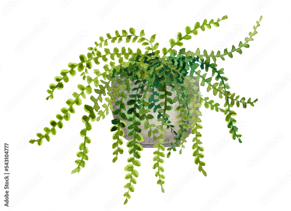 Watercolor fern plant in pot Watercolor fern plant in pot