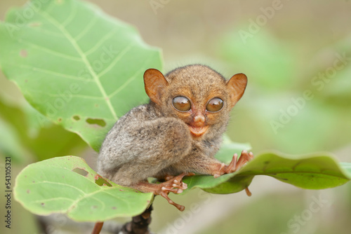 Small and Cute Tarsier © abdul gapur dayak
