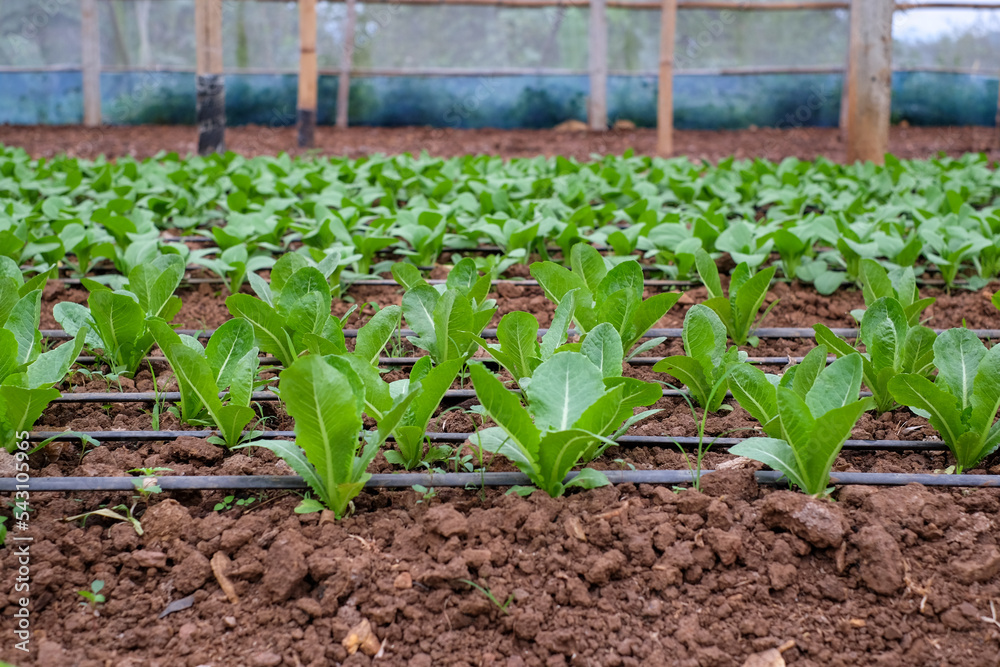 Fresh organic green cos lettuce growing on a natural farm. Close up fresh green romaine or cos lettuce growing in vegetable garden. Agriculture. Caring for organic vegetables harvested from the farm.. Fresh organic green cos lettuce growing on a natural farm. Close up fresh green romaine or cos lettuce growing in vegetable garden. Agriculture. Caring for organic vegetables harvested from the farm..