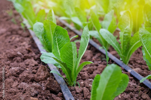 Fresh organic green cos lettuce growing on a natural farm. Close up fresh green romaine or cos lettuce growing in vegetable garden. Cos vegetable plots use a drip system along a hose. Agriculture...