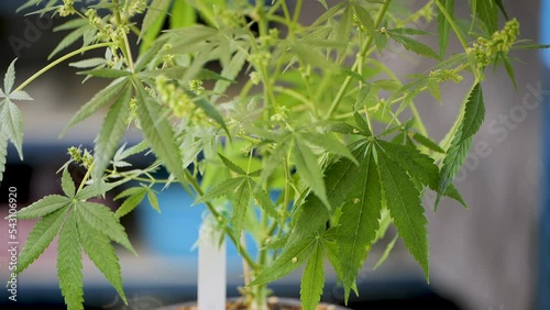 Cannabis flower male. Research studies on cannabis in the lab.