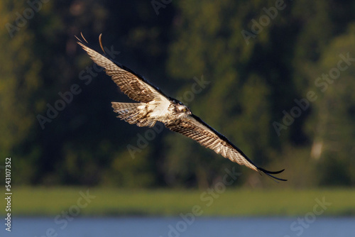 western osprey also called sea hawk © Feng Yu