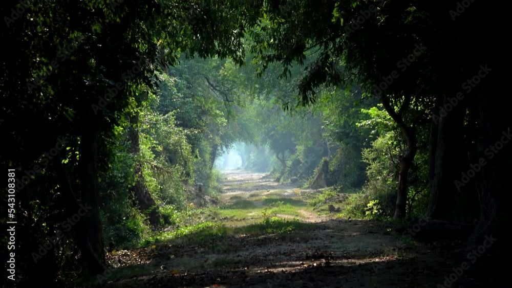 Fairy tales forest squirrels and butterflies 
Camera zooms out in amazing colorful forest 
