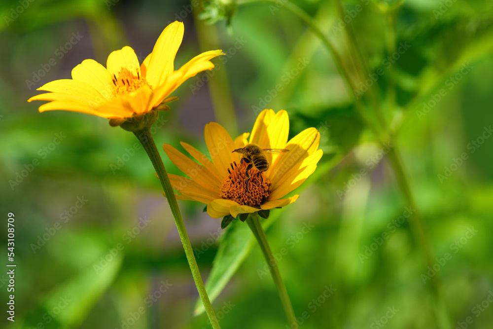 Bee and flower. Close up of a large striped bee collecting pollen on a yellow flower on a Sunny day. Summer and spring backgrounds Bee and flower. Close up of a large striped bee collecting pollen on a yellow flower on a Sunny day. Summer and spring backgrounds
