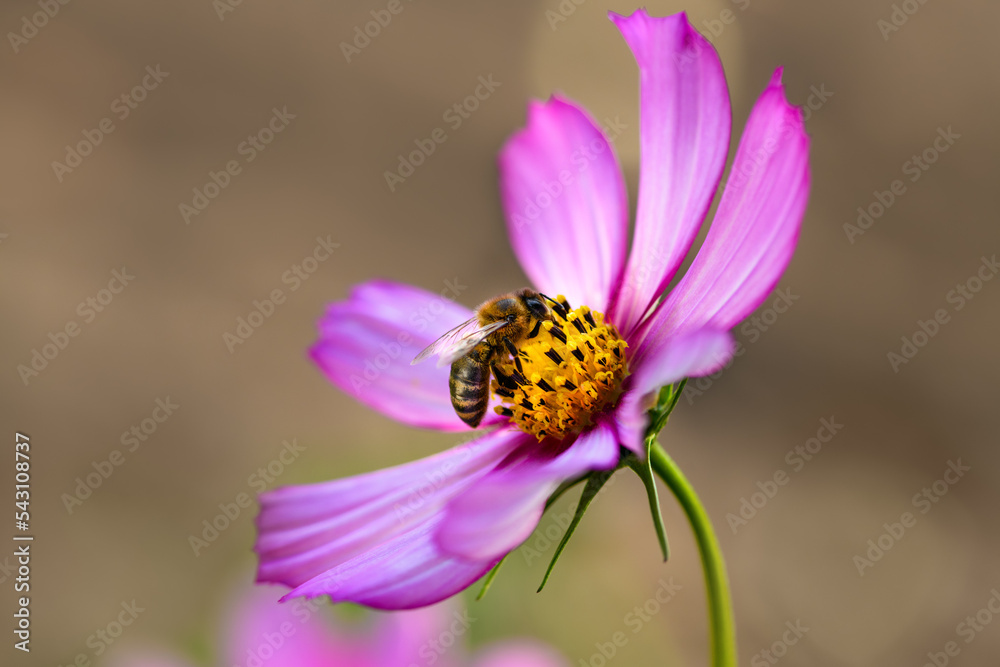 .Bee and flower. Close up of a large striped bee collects pollen on a pink Cosmea (Cosmos) flowers. Macro horizontal photography. Soft Summer and spring backgrounds .Bee and flower. Close up of a large striped bee collects pollen on a pink Cosmea (Cosmos) flowers. Macro horizontal photography. Soft Summer and spring backgrounds