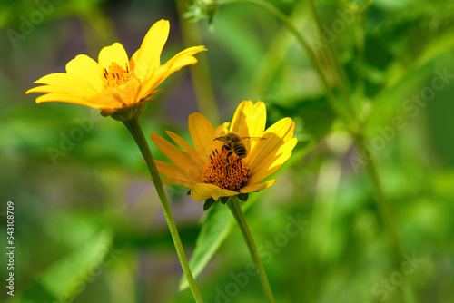 Bee and flower. Close up of a large striped bee collecting pollen on a yellow flower on a Sunny day. Summer and spring backgrounds