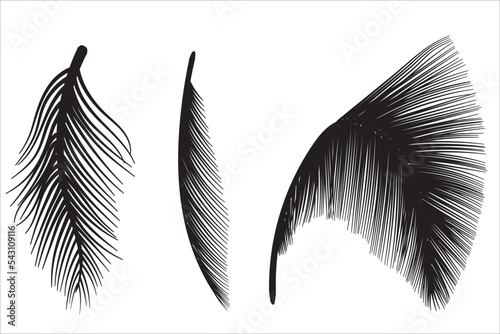 Set of natural palm or coconut leaf silhouettes, tropical vegetation on the sea. Beach. Black leaves on white background.