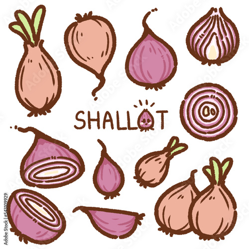 Fotografie shallot cartoon drawing set