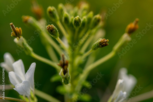 macro, splinter Wild spider flowe Cleome gynandra