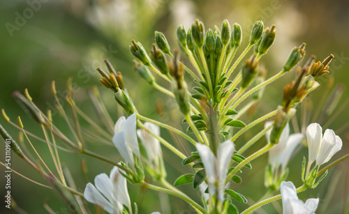 macro, splinter Wild spider flowe Cleome gynandra