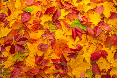 Backdrop of yellow and red fallen leaves in the autumn forest