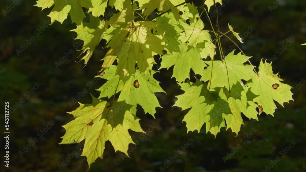 Catherine Park (Tsarskoye Selo). Branches of autumn maples. Catherine Park (Tsarskoye Selo). Branches of autumn maples.