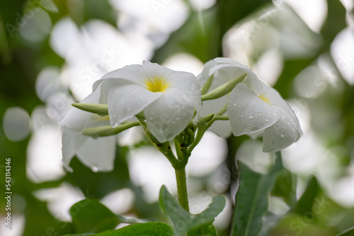 Frangipani flowers, fresh and beautiful blooming
