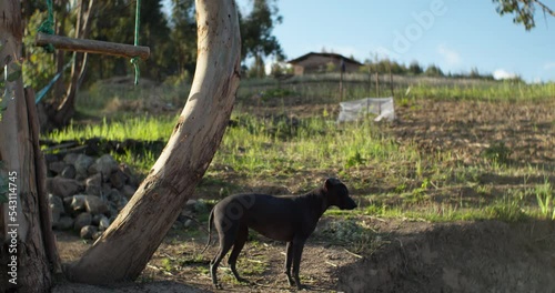 Peruvian dog (Viringo) watching and running in the field photo