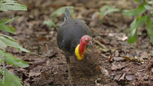 a close up of australian brush turkey raking leaf litter with its feet at a rainforest in north qld, australia photo