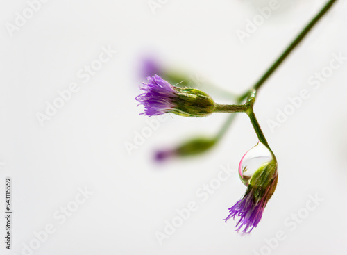 water droplets on flowers on a white background