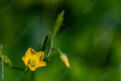 Oxalis dillenii flower growing in meadow photo