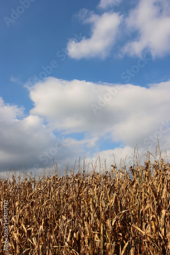 Corn field agaiinst blue sky on a sunny day. Agricultural field on summer photo