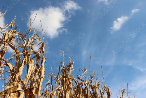 Corn field agaiinst blue sky on a sunny day. Agricultural field on summer photo