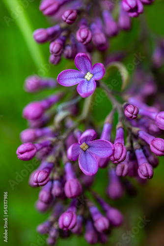 Syringa vulgaris flower growing in meadow, macro  © klemen
