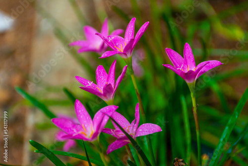 Fototapeta Naklejka Na Ścianę i Meble -  lilly flowers