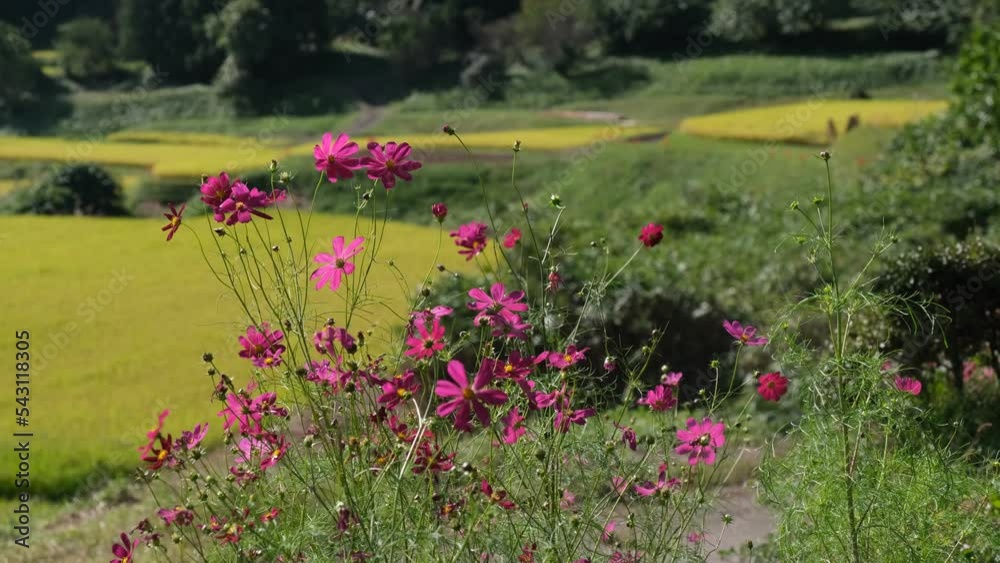 棚田のコスモス