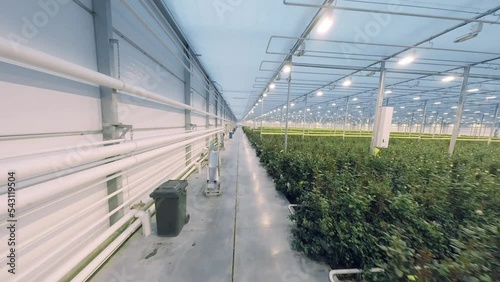 FPV drone view of huge indoor Industrial Greenhouse with flowers (roses). Flight inside a large number of green plants. There are many lamps in the greenhouse
