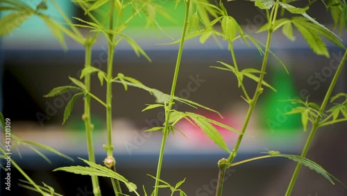 Cannabis flower male. Research studies on cannabis in the lab.