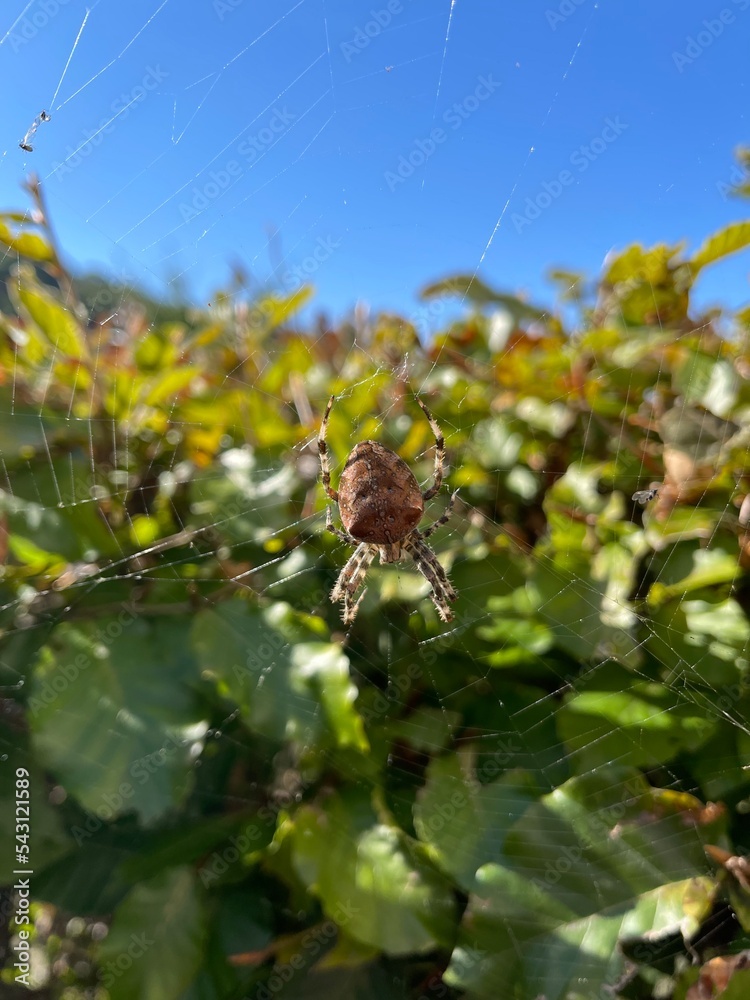 Fototapeta premium spider on a web