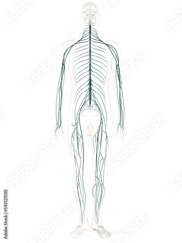 Das periphäre Nervensystem photo