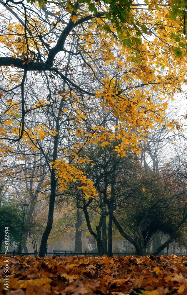 Fototapeta premium Kolorowa jesień na krakowskich plantach w mglisty poranek