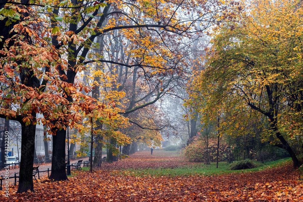 Kolorowa jesień na krakowskich plantach w mglisty poranek - obrazy, fototapety, plakaty 