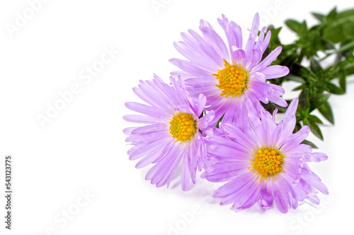 Flowers of September on a white background. Three purple Asters close-up.