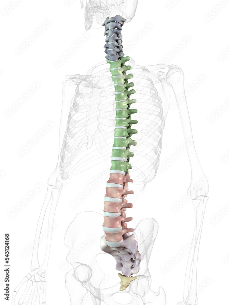 Columna Vertebralis Stock Illustration Adobe Stock columna-vertebralis-stock-illustration-adobe-stock