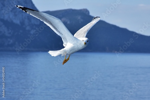 seagull Larus Fuscus in flight over see