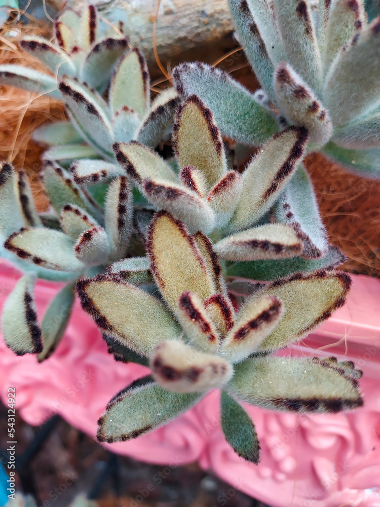 Obraz premium KALANCHOE TOMENTOSA 