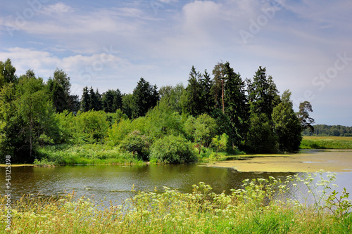 Duckweed blooms lake in summer, Moscow region, Russia . A quiet warm day in the middle of summer, duckweed grows on the surface of the lake. On the edge of the forest and meadow. 