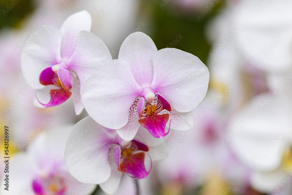 Obraz premium Phalaenopsis orchid flowers in the garden