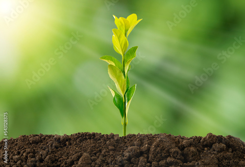 Close up photo of plant growing from soil with sun ray and light beam with green background. Concept of protection of agriculture fields.
